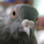 Pigeonescu
