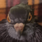 Pigeonic