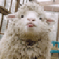 CindySheep