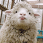 CindySheep