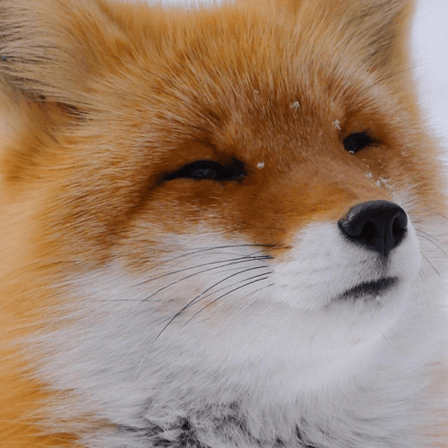 SearchingFox