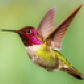 Kate666