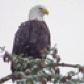 SnowfallEagle