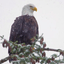 SnowfallEagle