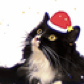 Skymeow