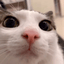 qmdev
