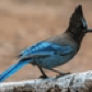 BloooBird