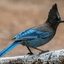 BloooBird
