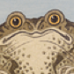 toad