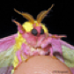 RosyMaple