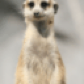 benatiu