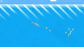 Hungry Dolphin