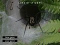 Lord of Spiders