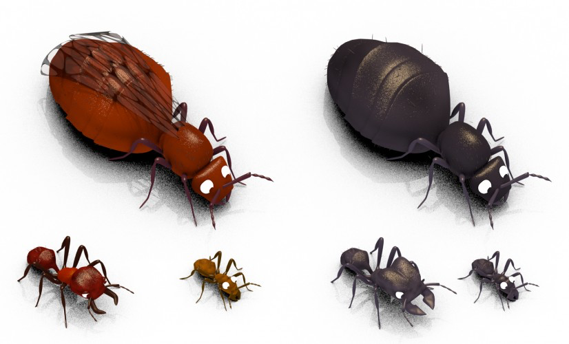 Ants at War