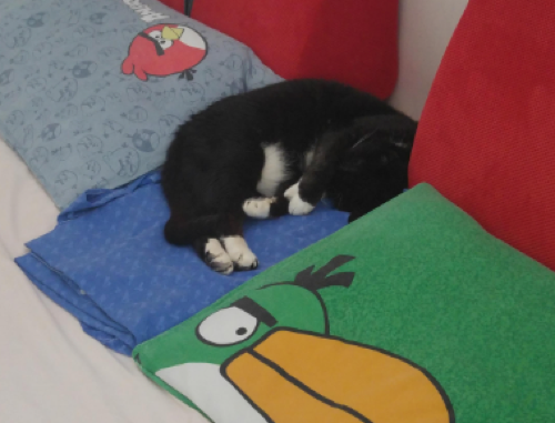 Phaust The Weird  Cat