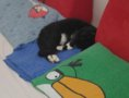 Phaust The Weird Cat