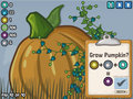 Giant Pumpkin