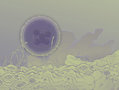 Interloper