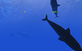 Within the Blue