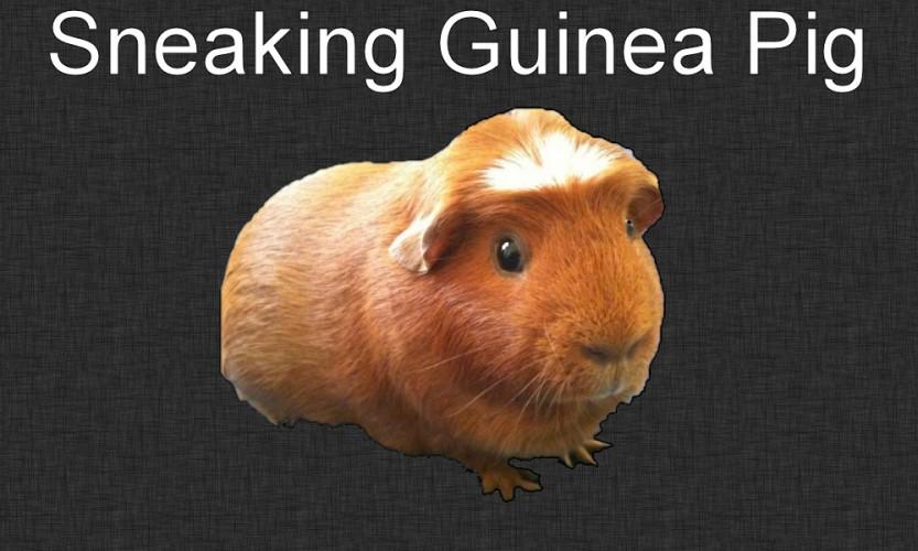Sneaking Guinea Pig