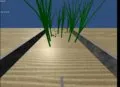 Colo Plants