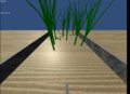 Colo Plants