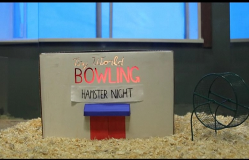 Hamster Bowling