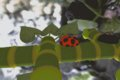 Bottom : Unconventional Weapons at bug scale