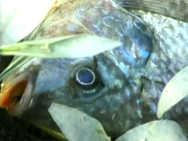 fisketur