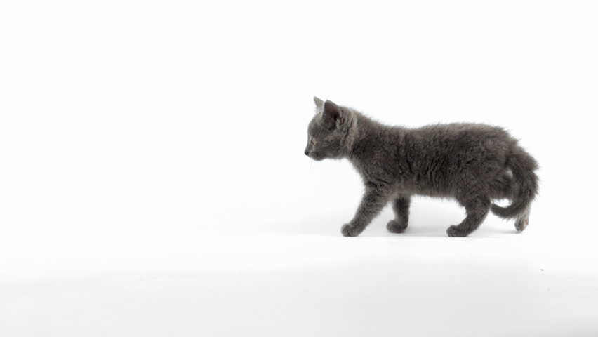 Cucumber Cats: The Movie: The Game