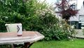 In My Garden