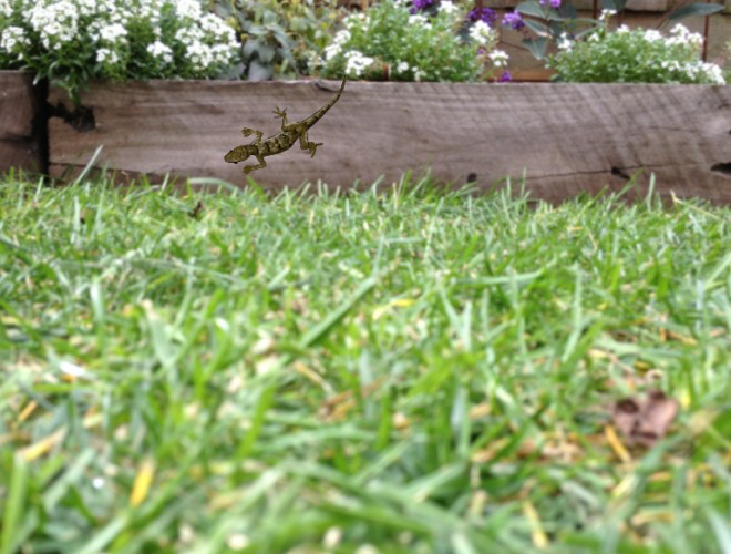 Suburban Garden