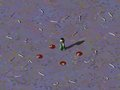 Worms
