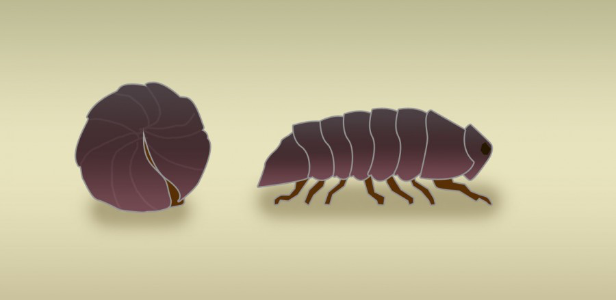 Rolly-Polly-29