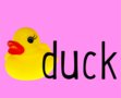 Duck