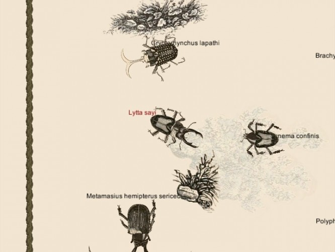Beetle Morphosis