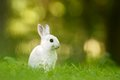 Easter Hunt