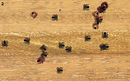Spider Slaughter