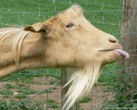 'Scape Goat