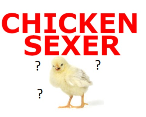 Chicken sexer