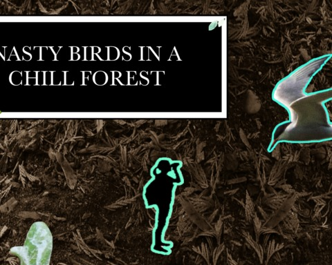 Nasty Birds in a Chill Forest