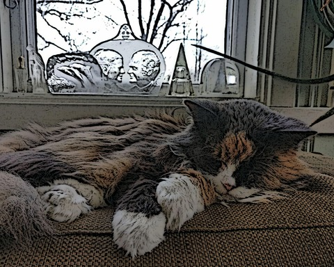 Don't Kill My Cat