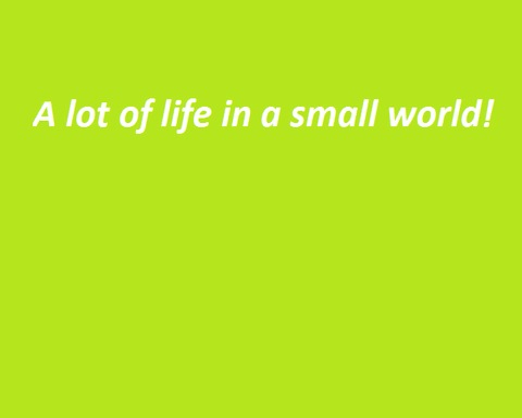 A lot of life in a small world