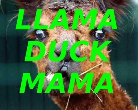 Llama Duck Mama