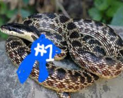Snake Farmer