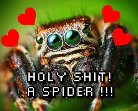 Holy Shit! A Spider !!!