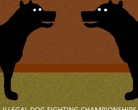 Illegal Dog Fighting Championships