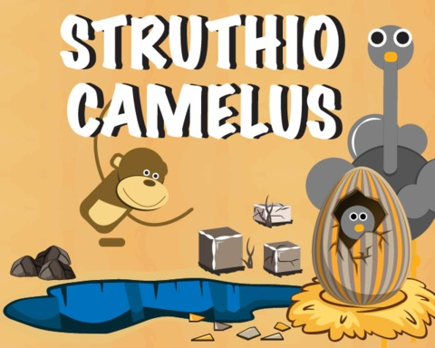 Struthio Camelus