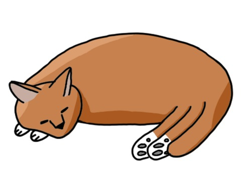 Feed the cat