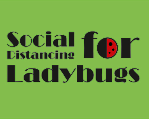 Social Distancing For LadyBugs